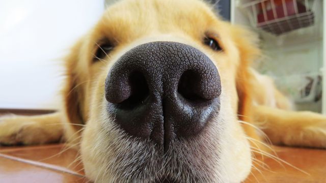 La explicación del veterinario de por qué los perros tienen el hocico seco a veces.