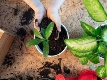 Especialistas en jardinería lo confirman: "El fertilizante casero con agua y maicena fortalece las plantas y da flores"