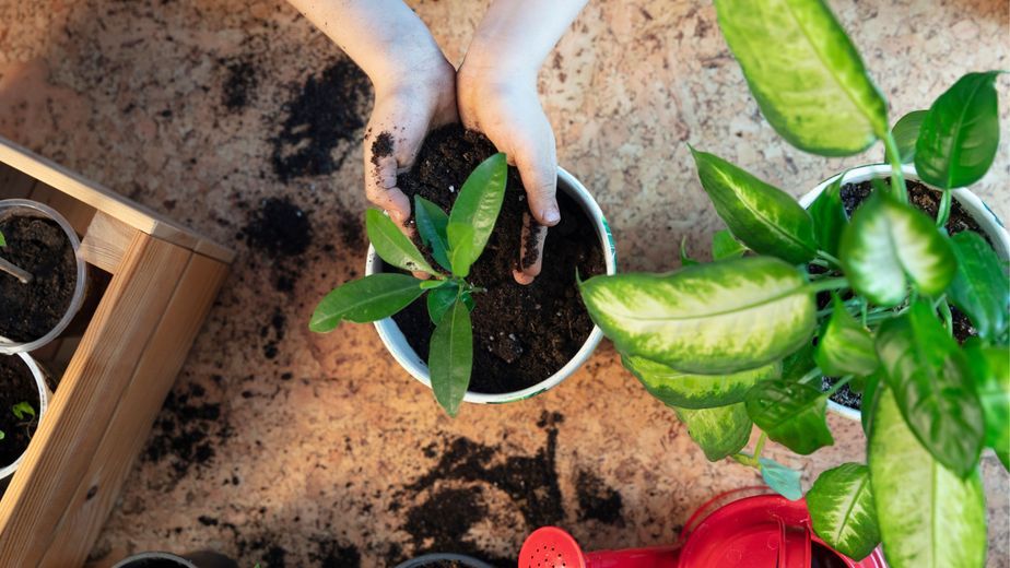 Especialistas en jardinería lo confirman: "El fertilizante casero con agua y maicena fortalece las plantas y da flores"