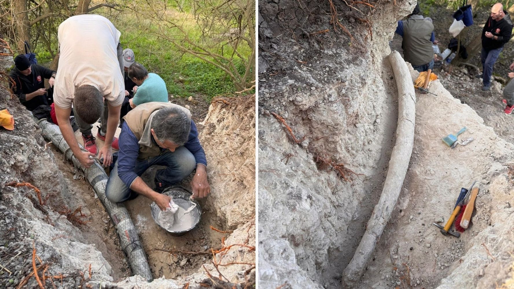Hallaron un colmillo de mastodonte en San Pedro.