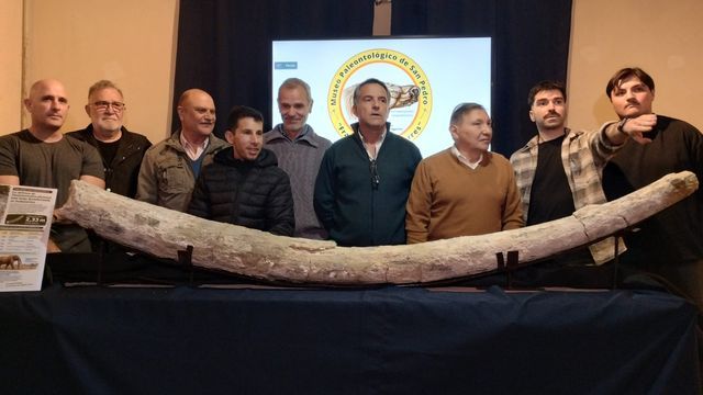 Hallaron un colmillo de mastodonte en San Pedro.