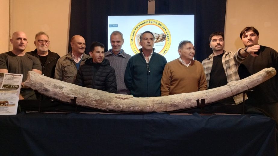 Hallaron un colmillo de mastodonte en San Pedro.