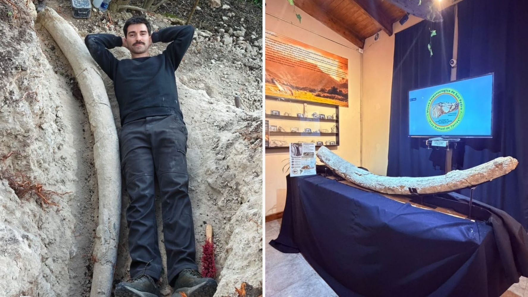 Hallaron un colmillo de mastodonte en San Pedro.