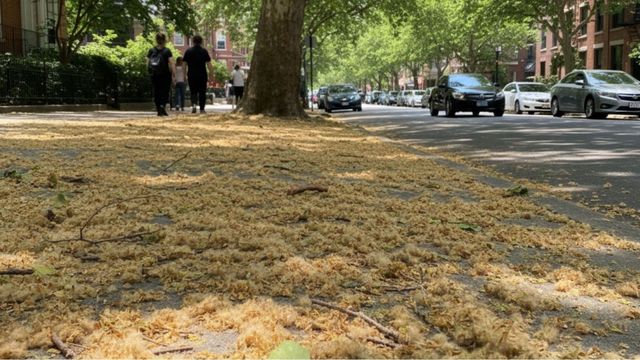 La pelusa del plátano.