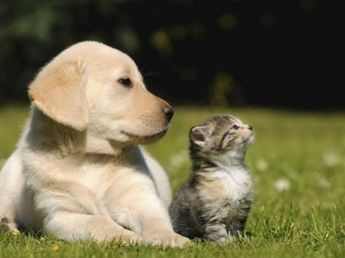 Atención gratuita para mascotas hasta el jueves 24 de septiembre: dónde queda y qué servicios ofrecen