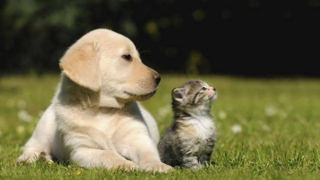 Atención veterinaria gratuita.