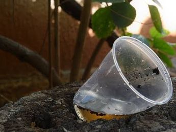 Es oficial: lanzaron una línea telefónica para reportar criaderos de mosquitos y evitar la propagación del dengue