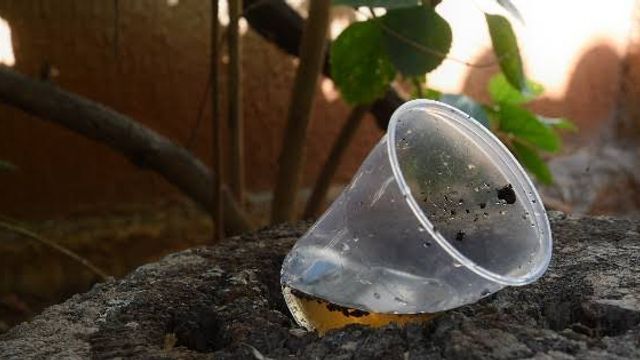 Criadero dengue.