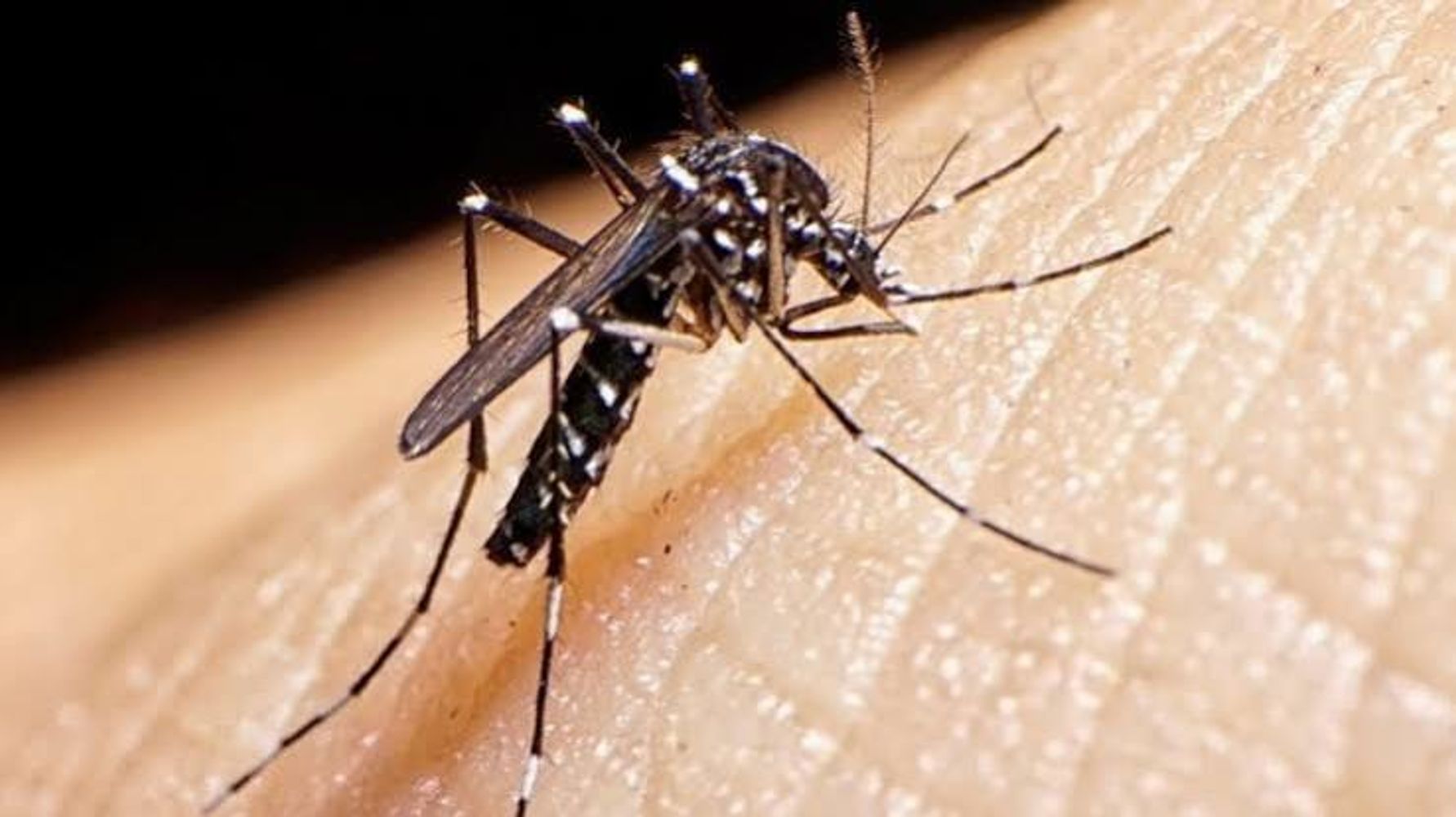 Criadero dengue.