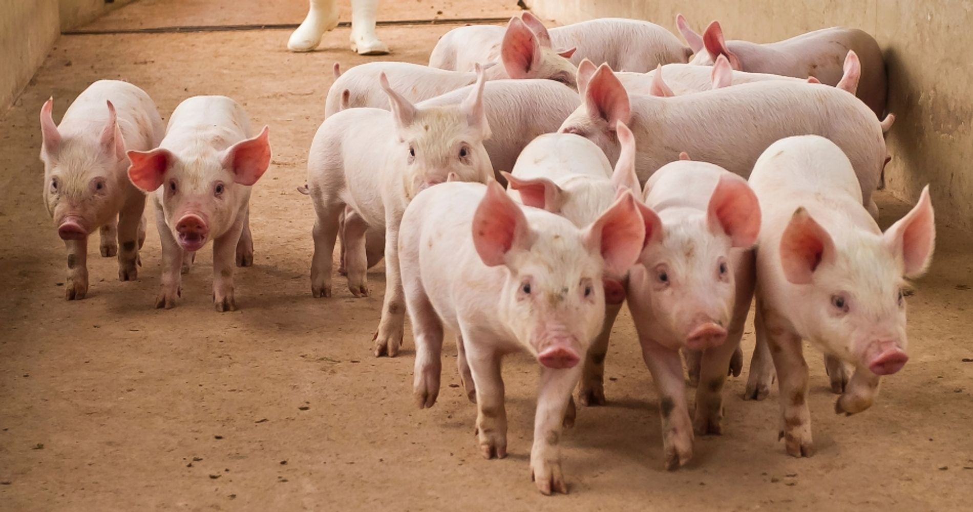El incendio provocó la muerte de los animales de los productores en Córdoba.