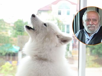 Dr. Romero, veterinario: "Tu perro rompe todo porque sufre ansidad por separación"