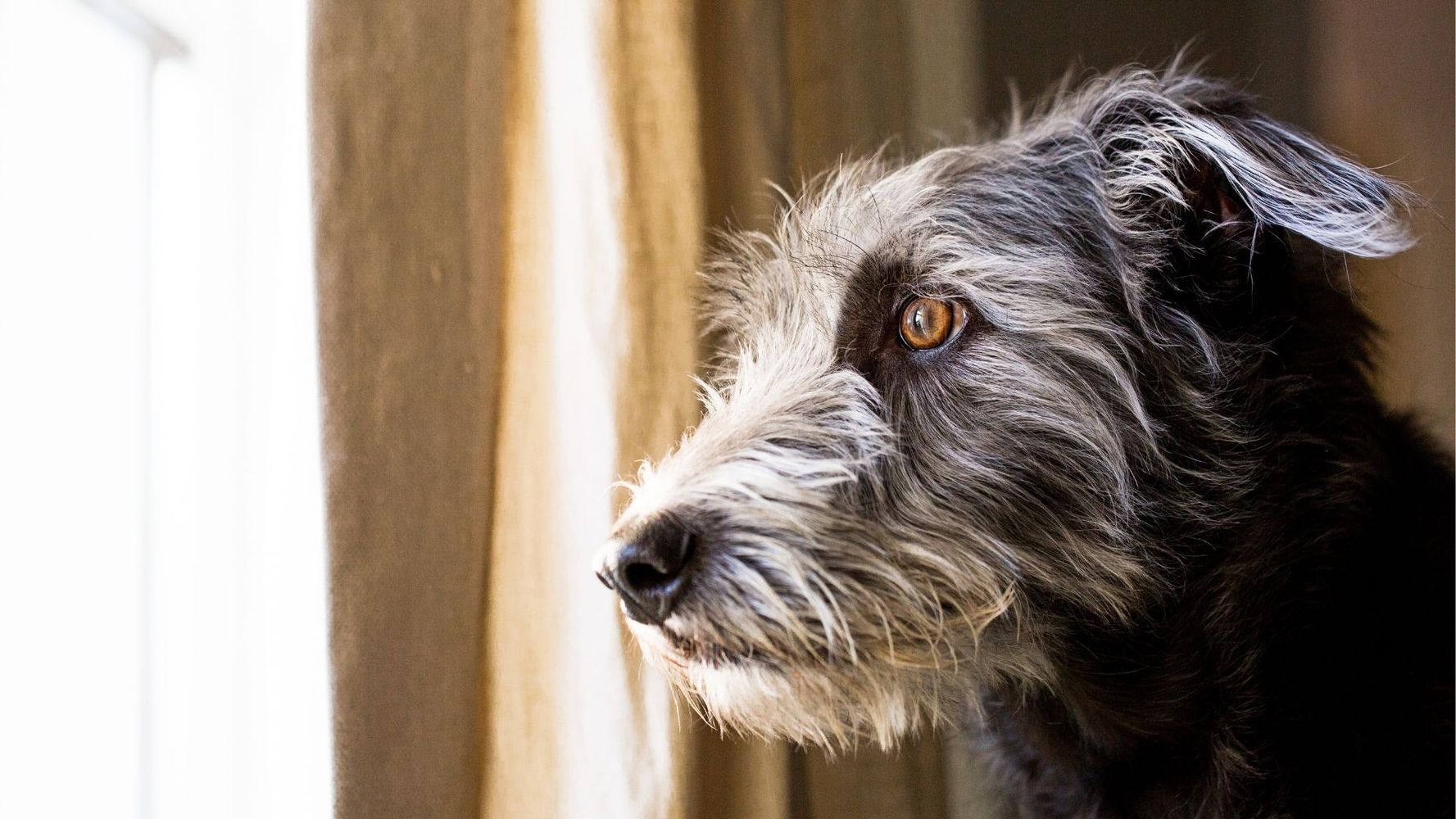 Perros con ansiedad por separación.