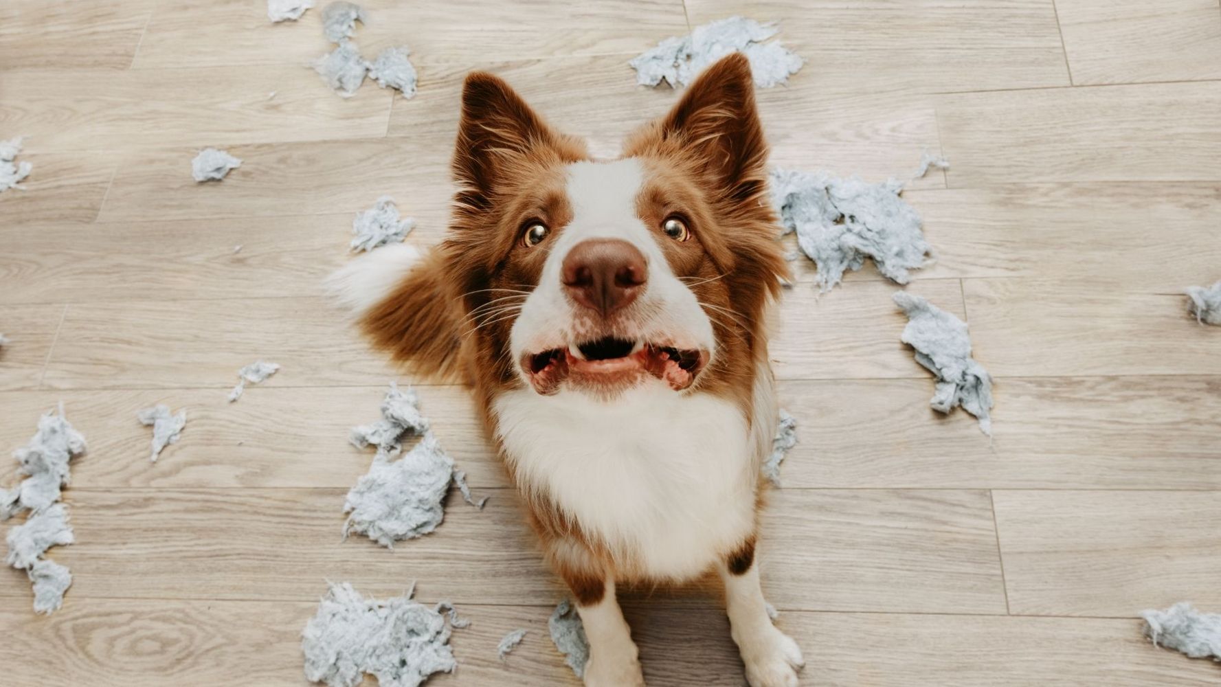 Por qué los perros rompen cosas.