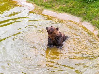 Cómo fue el millonario robo a los veterinarios del oso Koda en Córdoba