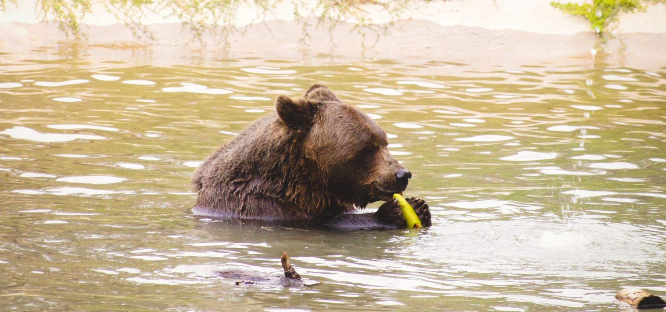 Oso Koda.
