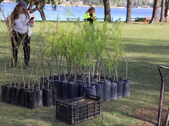 Plantaron 70 árboles nativos en la costa del lago San Roque