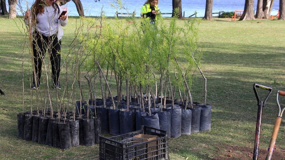 Plantaron 70 árboles nativos en la costa del lago San Roque.
