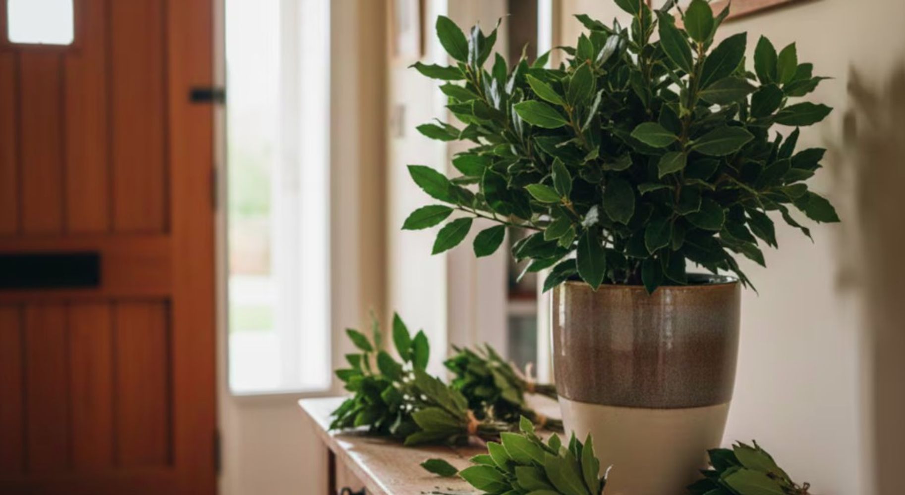 Poner laurel en la entrada de casa en primavera: para qué sirve y por qué lo recomiendan