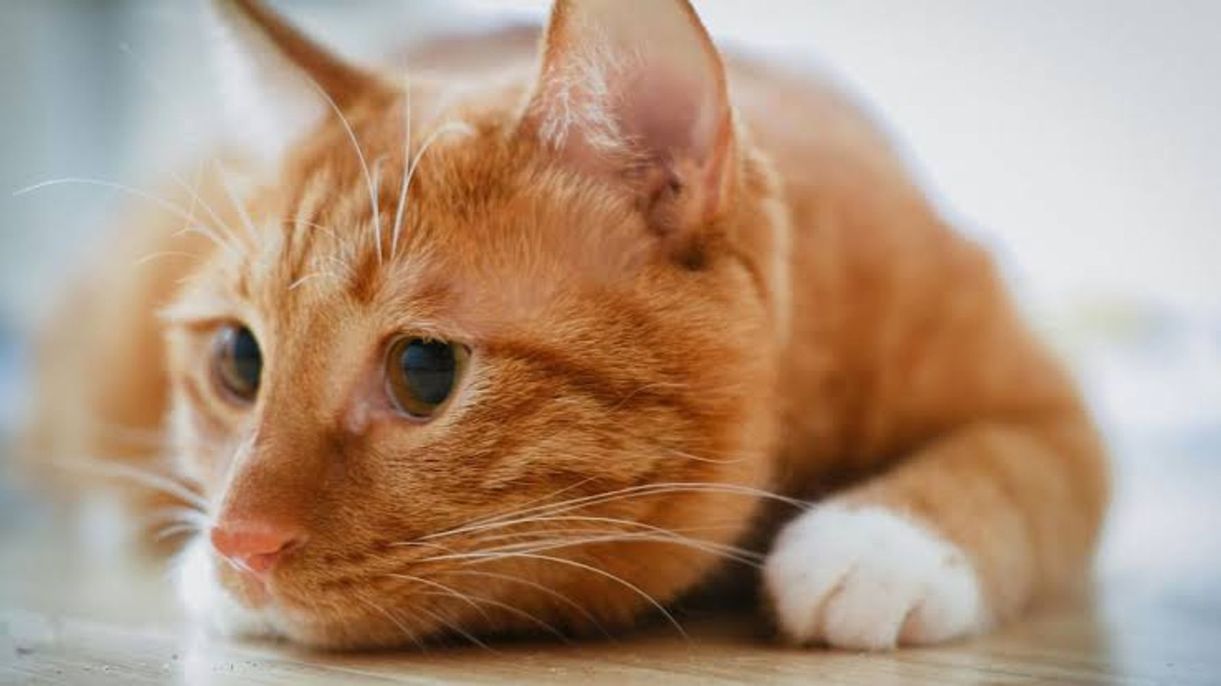 Los veterinarios coinciden: los gatos naranjas son cariñosos, torpes, bastante altivos y el 80% son machos