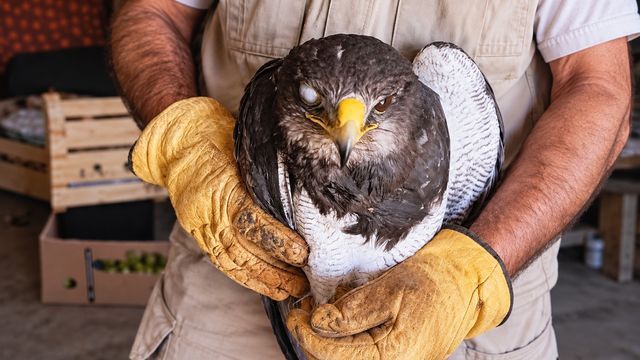 Rescataron un águila mora en Villa Giardino.