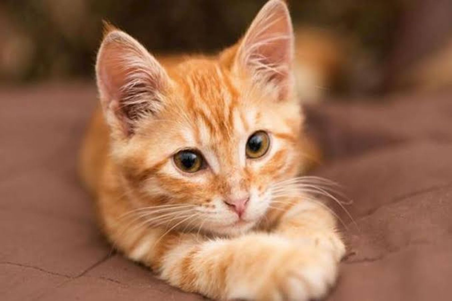 Los veterinarios coinciden: los gatos naranjas son cariñosos, torpes, bastante altivos y el 80% son machos