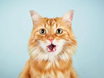 Los veterinarios coinciden: los gatos naranjas son cariñosos, torpes, bastante altivos y el 80% son machos
