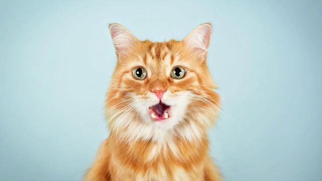 Los veterinarios coinciden: los gatos naranjas son cariñosos, torpes, bastante altivos y el 80% son machos