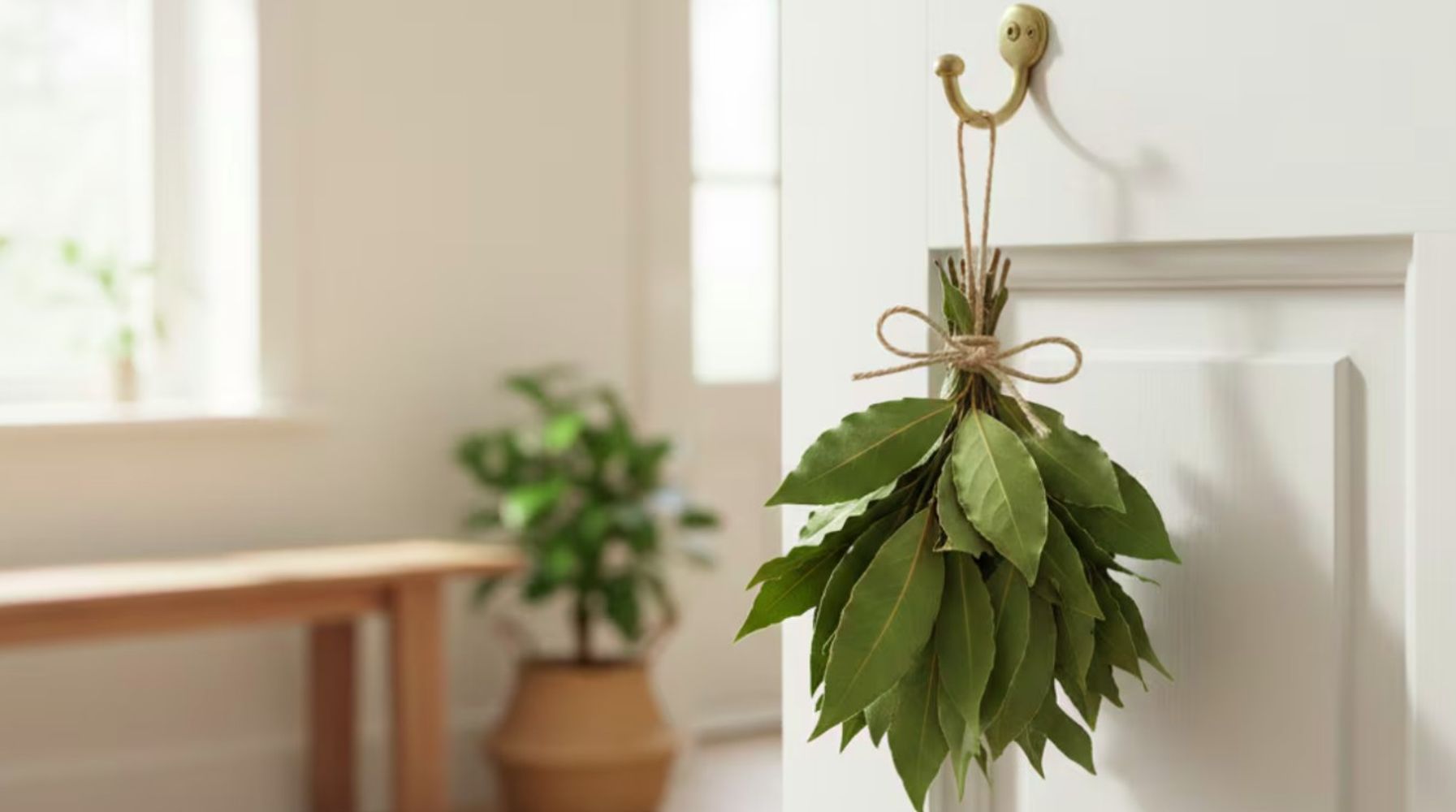 Poner laurel en la entrada de casa en primavera: para qué sirve y por qué lo recomiendan