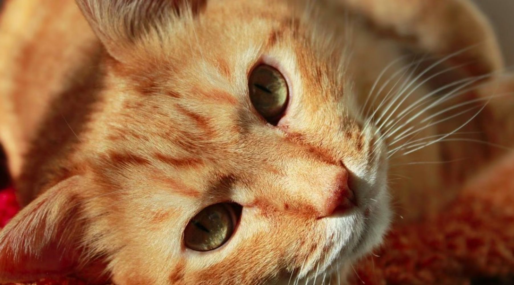 Los veterinarios coinciden: los gatos naranjas son cariñosos, torpes, bastante altivos y el 80% son machos