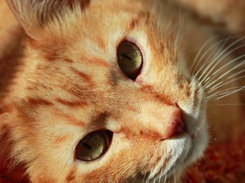 Los veterinarios coinciden: "Para eliminar todas las bolas de pelo de tu gato sacalas con el cepillo antes de llegar al estómago"