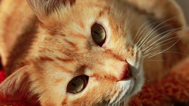 Los veterinarios coinciden: para eliminar las bolas de pelo de tu gato sacalas con el cepillo antes de llegar al estómago