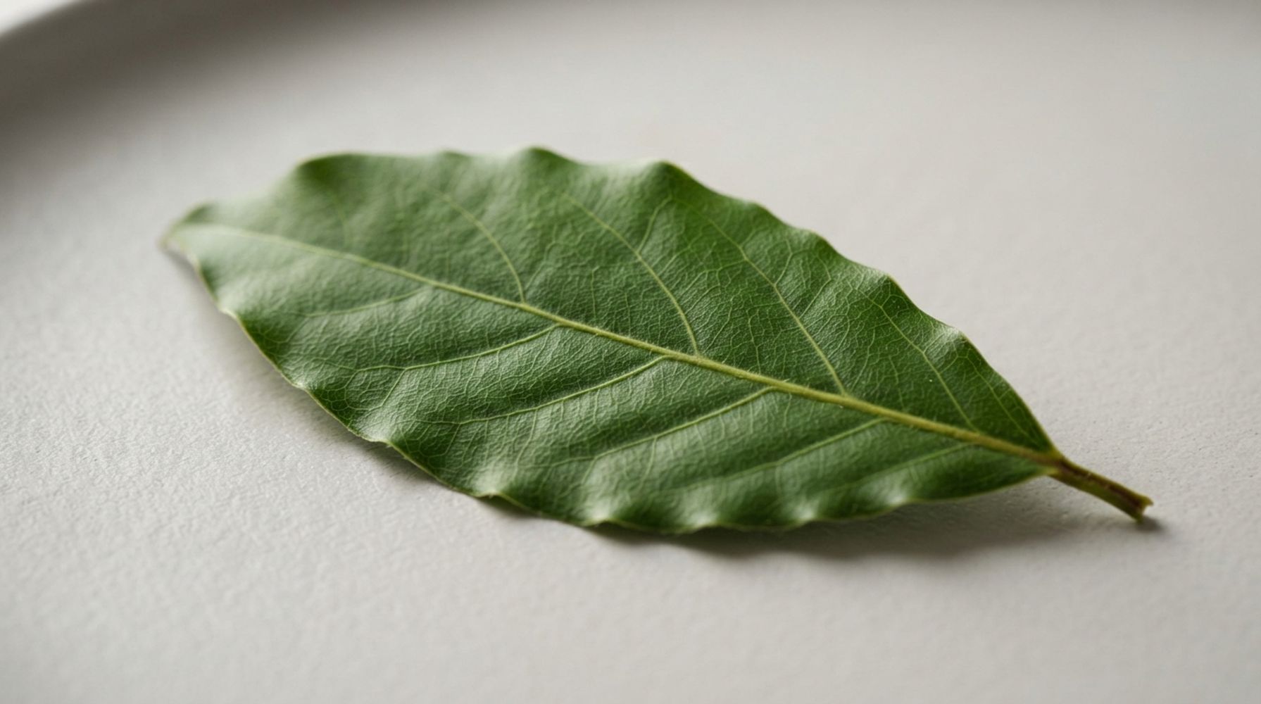 Poner una hoja de laurel seca en un vaso con agua: para qué sirve y por qué los expertos lo recomiendan