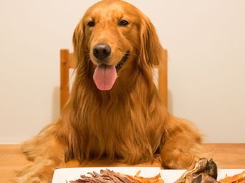 Un chef con estrella Michelin preparó una cena de lujo para 40 perros pero el resultado no fue el que se esperaba