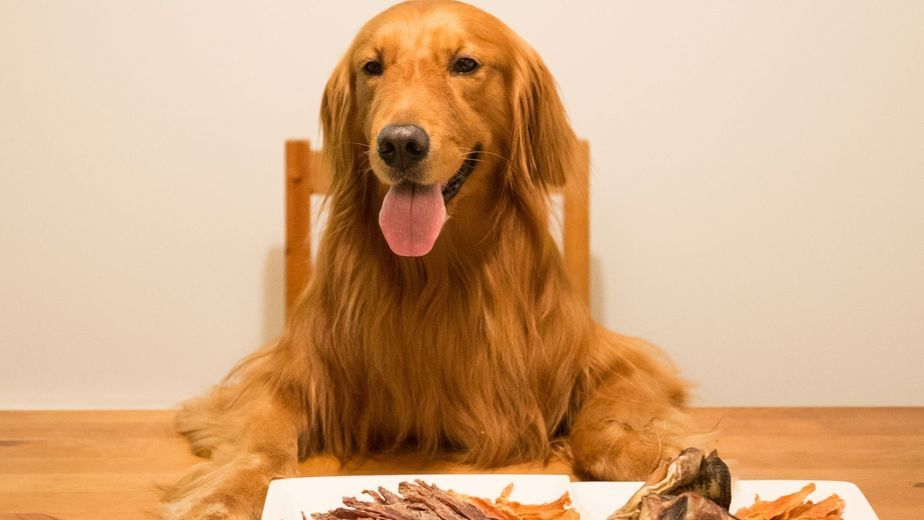 Un chef con estrella Michelin preparó una cena de lujo para 40 perros pero el resultado no fue el que se esperaba