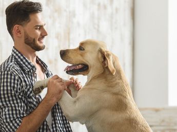 Los perros que se emocionan mucho cuando sus dueños vuelven a casa no están contentos, sino que se trata de un claro síntoma de estrés y ansiedad