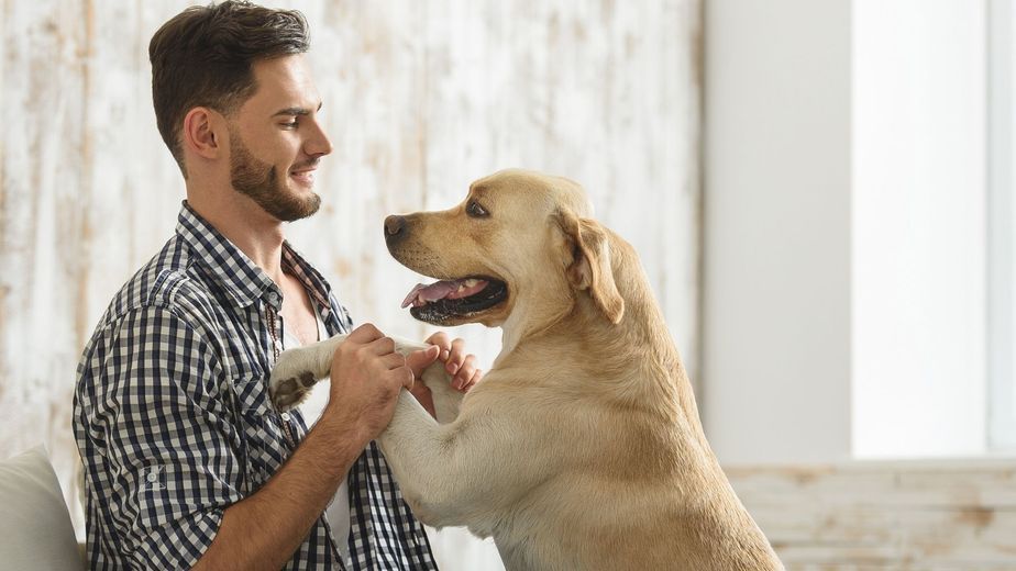 Los perros que se emocionan mucho cuando sus dueños vuelven a casa no están contentos, sino que se trata de un claro síntoma de estrés y ansiedad