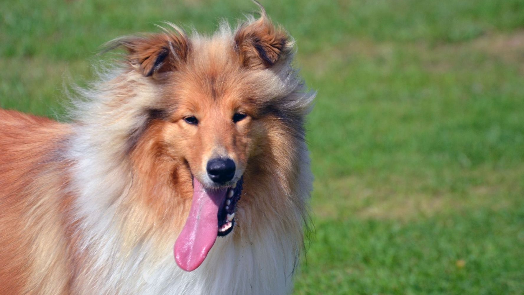 Los veterinarios advierten que si un perro se cansa rápido en un paseo puede ser por un problema de corazón.