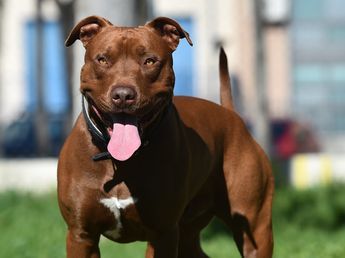 Un pitbull atacó a una jubilada de 82 años en Villa Allende y los vecinos mataron al animal