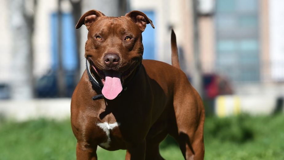 Un pitbull atacó a una jubilada de 82 años en Villa Allende y los vecinos mataron al animal