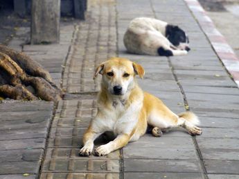 Horror: un exintendente de Córdoba envenenó y mató a 211 perros