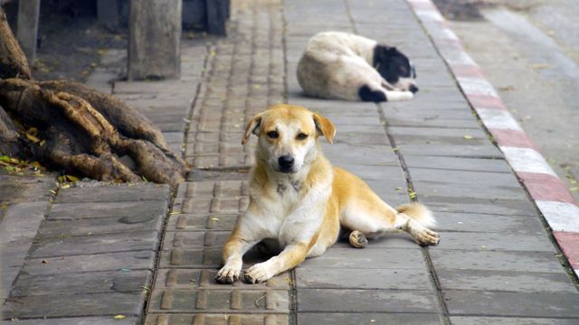Condenaron a un exintendente por matar más de 200 perros.