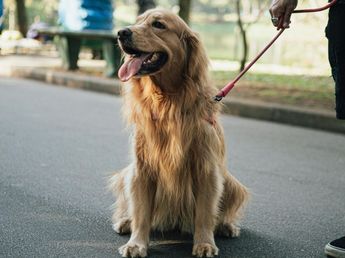 Los veterinarios alertan: si un perro se cansa después de 10 minutos de paseo, hay que controlar su corazón