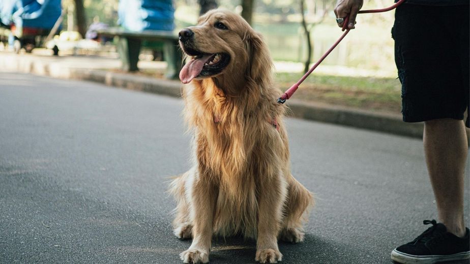 Los veterinarios alertan: si un perro se cansa después de 10 minutos de paseo, hay que controlar su corazón