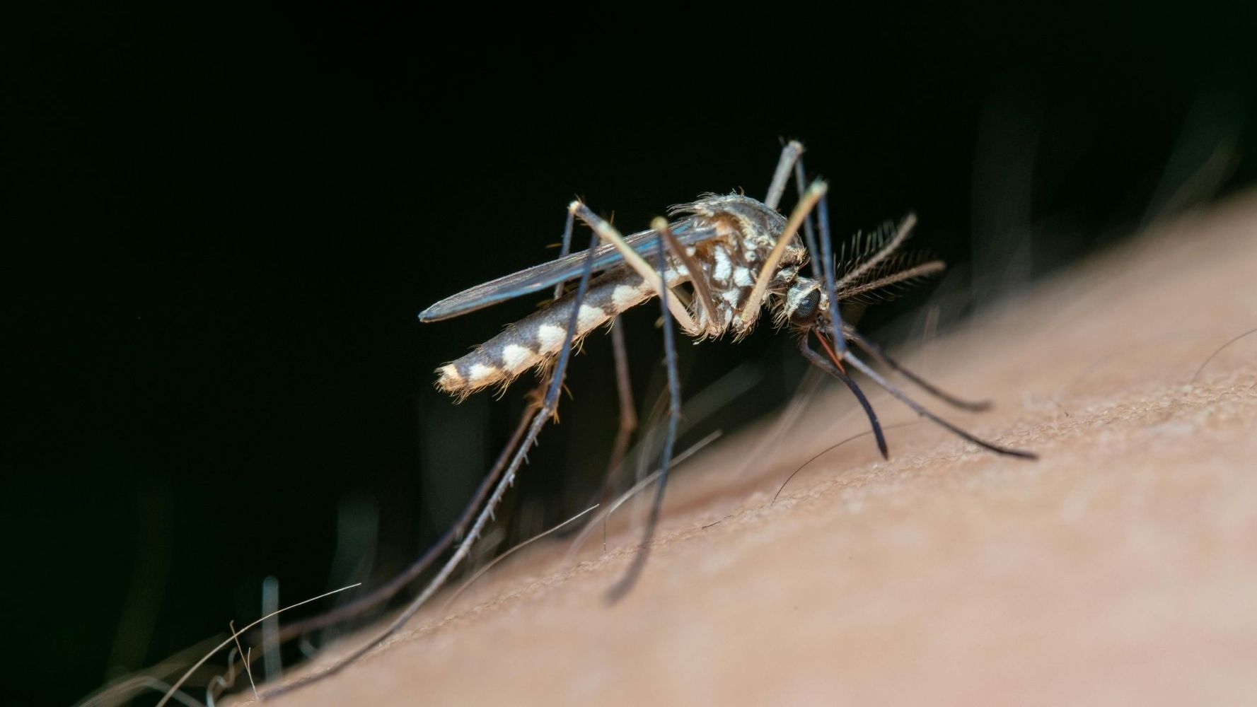 Mosquitos.