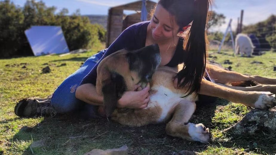 Se buscan voluntarios para vivir gratis en un refugio de la Sierra de Gredos (España) a cambio de cuidar animales abandonados