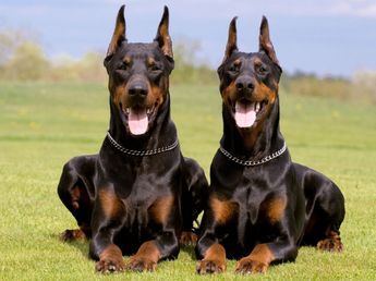Los adiestradores de perros alertan sobre el dóberman: "Suelen mantenerse atentos a su entorno porque tienen un fuerte instinto de protección"