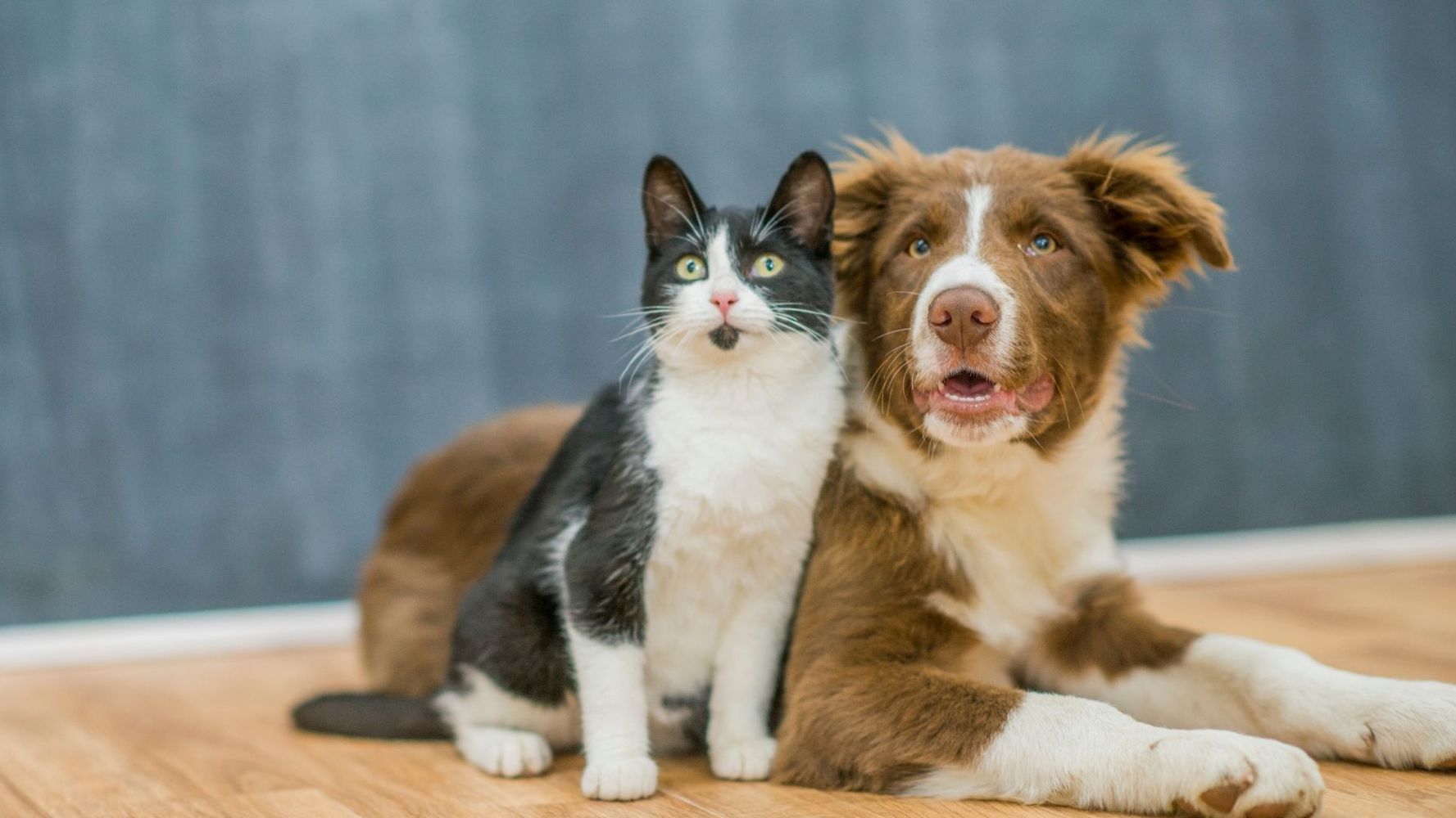 La explicación de los veterinarios.