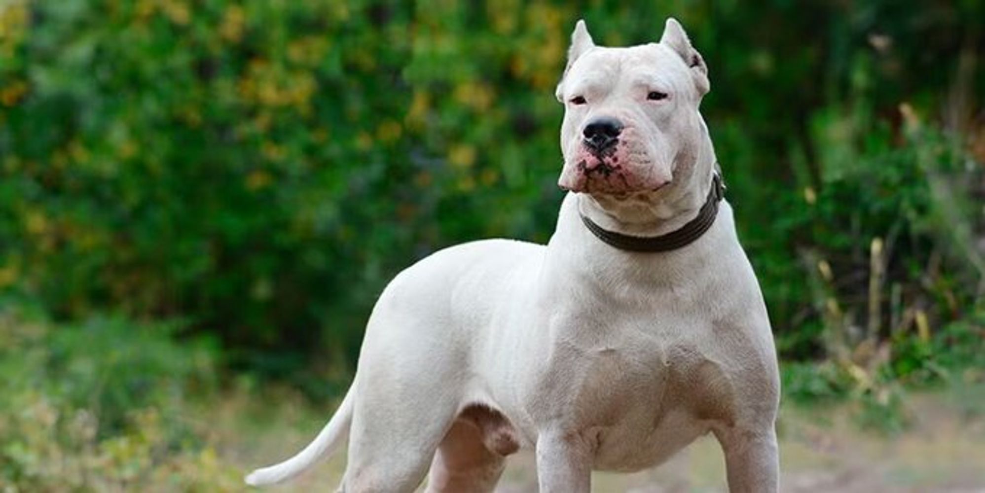 Un perro dogo recibió un disparo en una casa, por parte del propietario de la residencia.