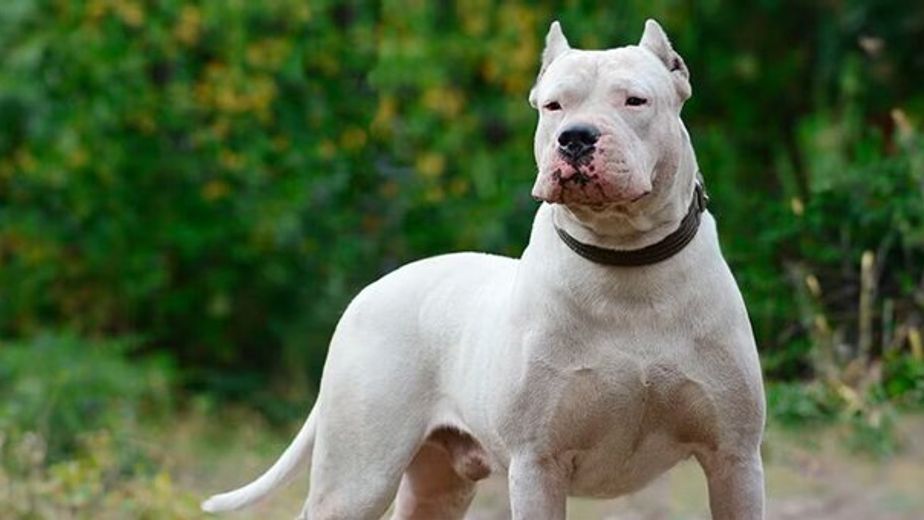 Ataques de perros en Córdoba: un dogo entró a una casa y le dispararon con un arma de fuego