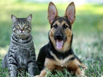 Los veterinarios alertan: el mal aliento de tu perro o gato no es normal, puede ser la primera señal de una enfermedad